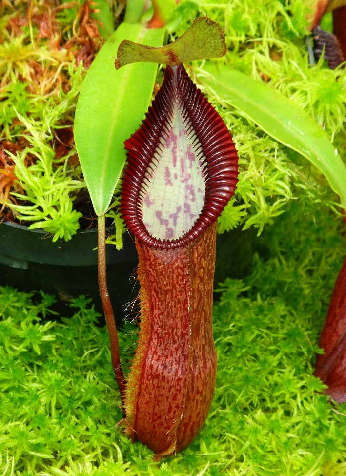 Nepenthes singalana x hamata