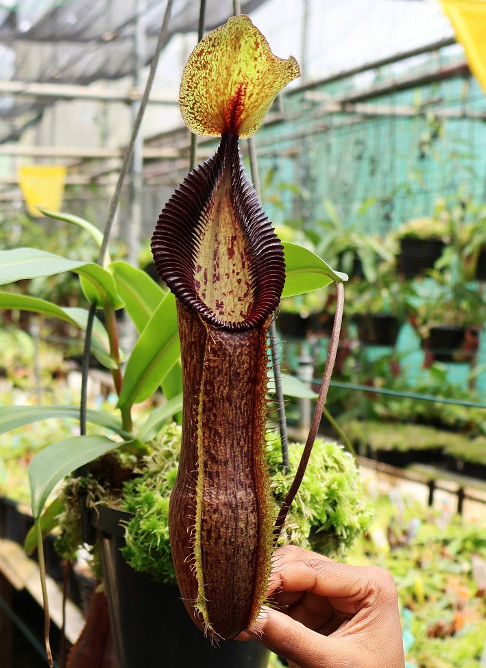 Nepenthes singalana x hamata