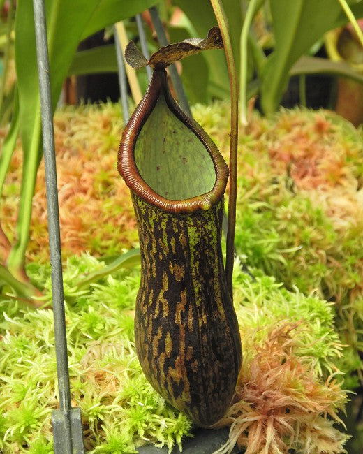 Nepenthes ceciliae