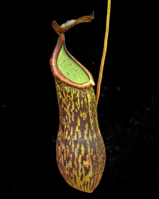 Nepenthes ceciliae