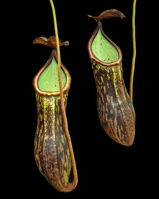 Nepenthes ceciliae