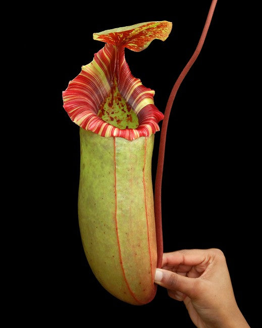 Nepenthes sibuyanensis x (veitchii x lowii)