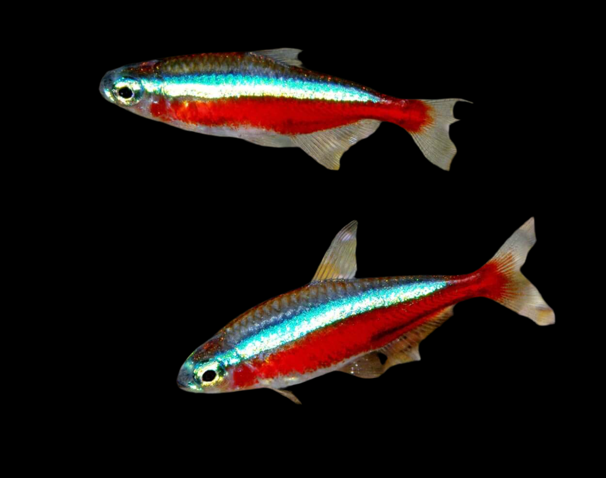 Cardinal Tetra