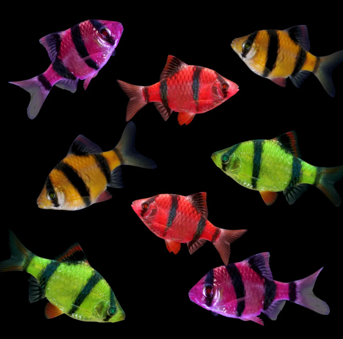 Glo Tiger Barb (Assorted Colours)