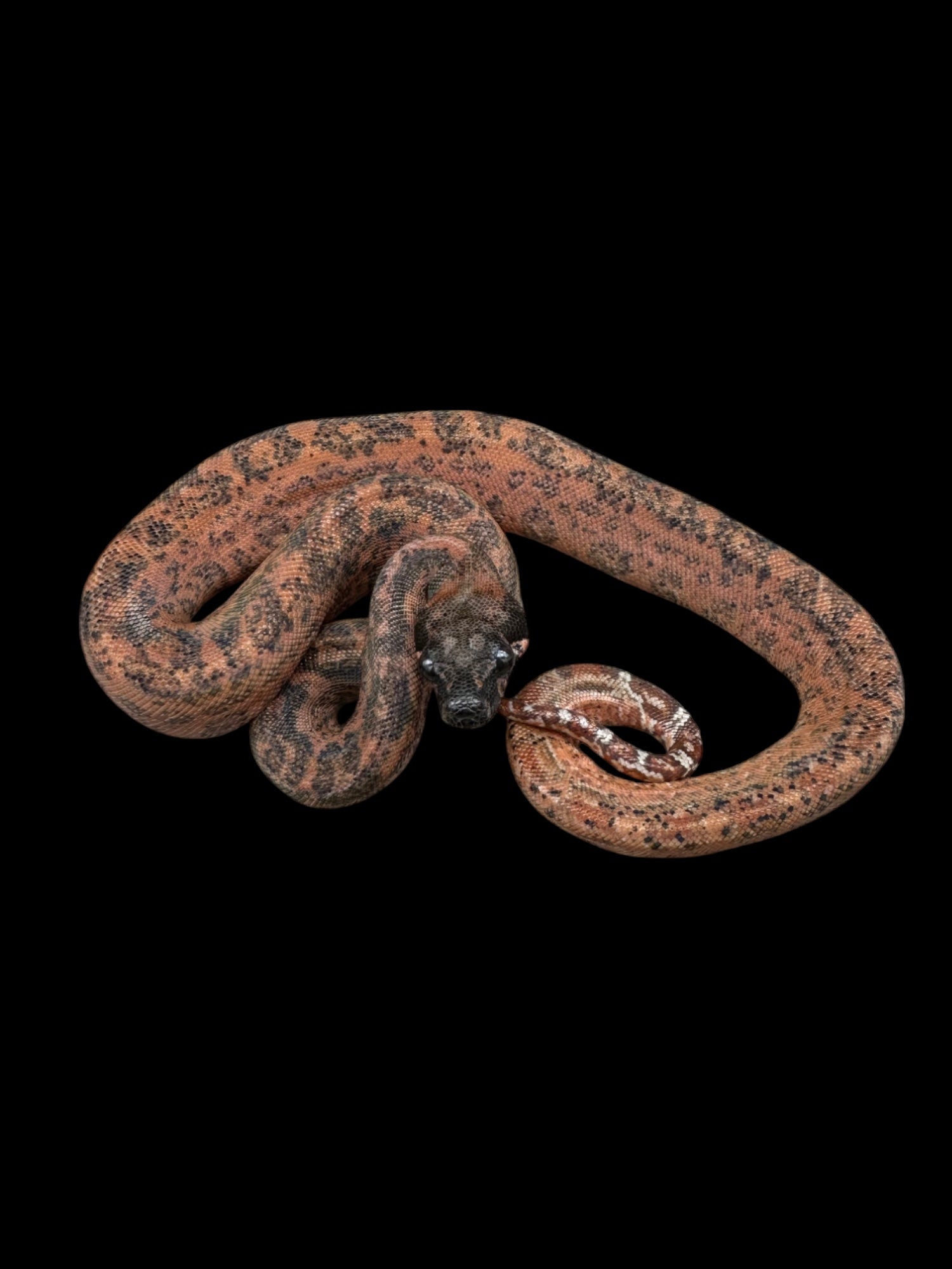 Sonoran Desert Boa (Hypo Leopard)