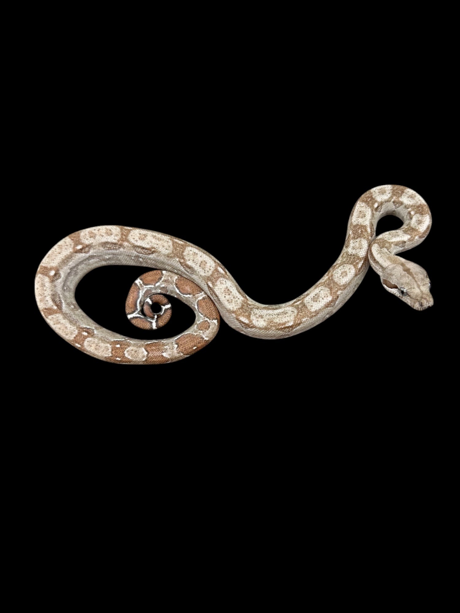 B.C.I (Burk's T+ Albino 66% Het Type 2 Anery Nicaraguan)