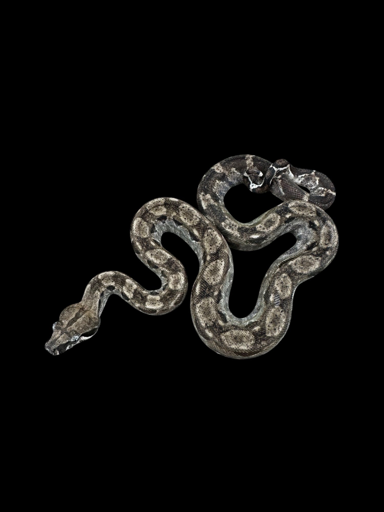 B.C.I (Hypo Type 2 Anery "Ghost" 66% Het Burk's T+ Albino Nicaraguan)