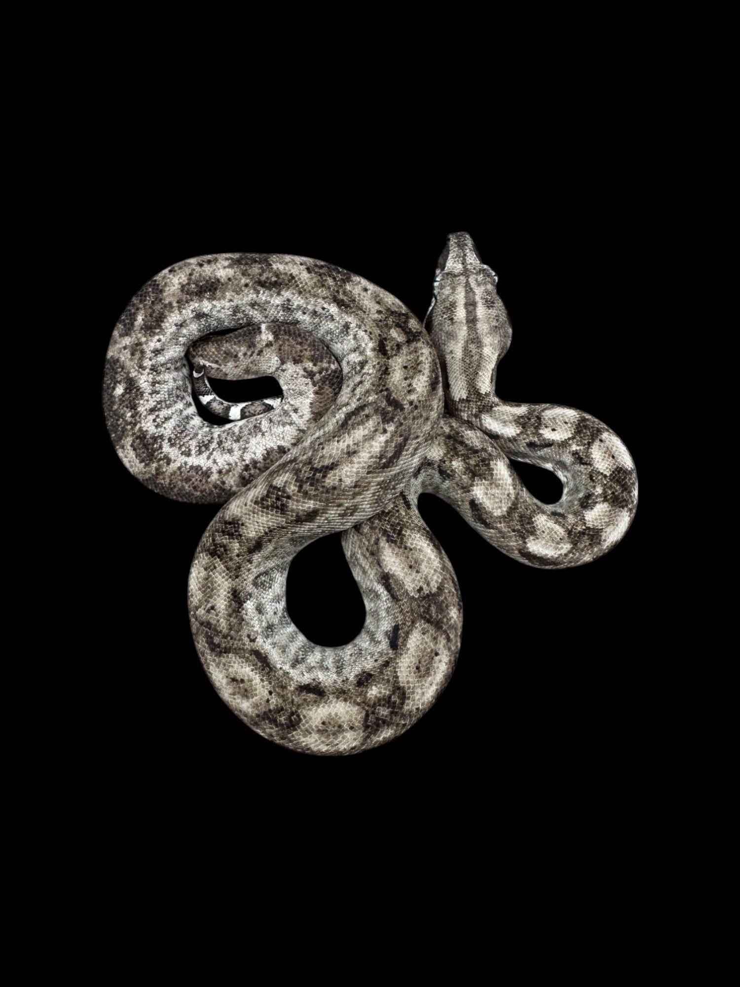 B.C.I (Hypo Type 2 Anery "Ghost" 66% Het Burk's T+ Albino Nicaraguan)