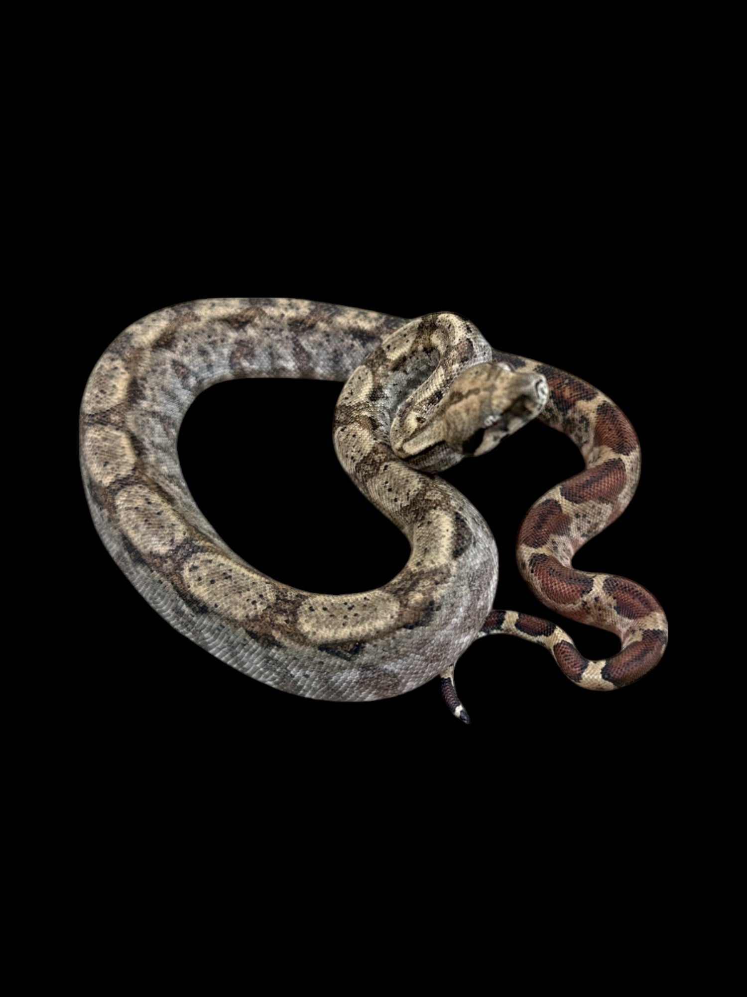 B.C.I (Hypo 66% Het Type 2 Anery Nicaraguan)