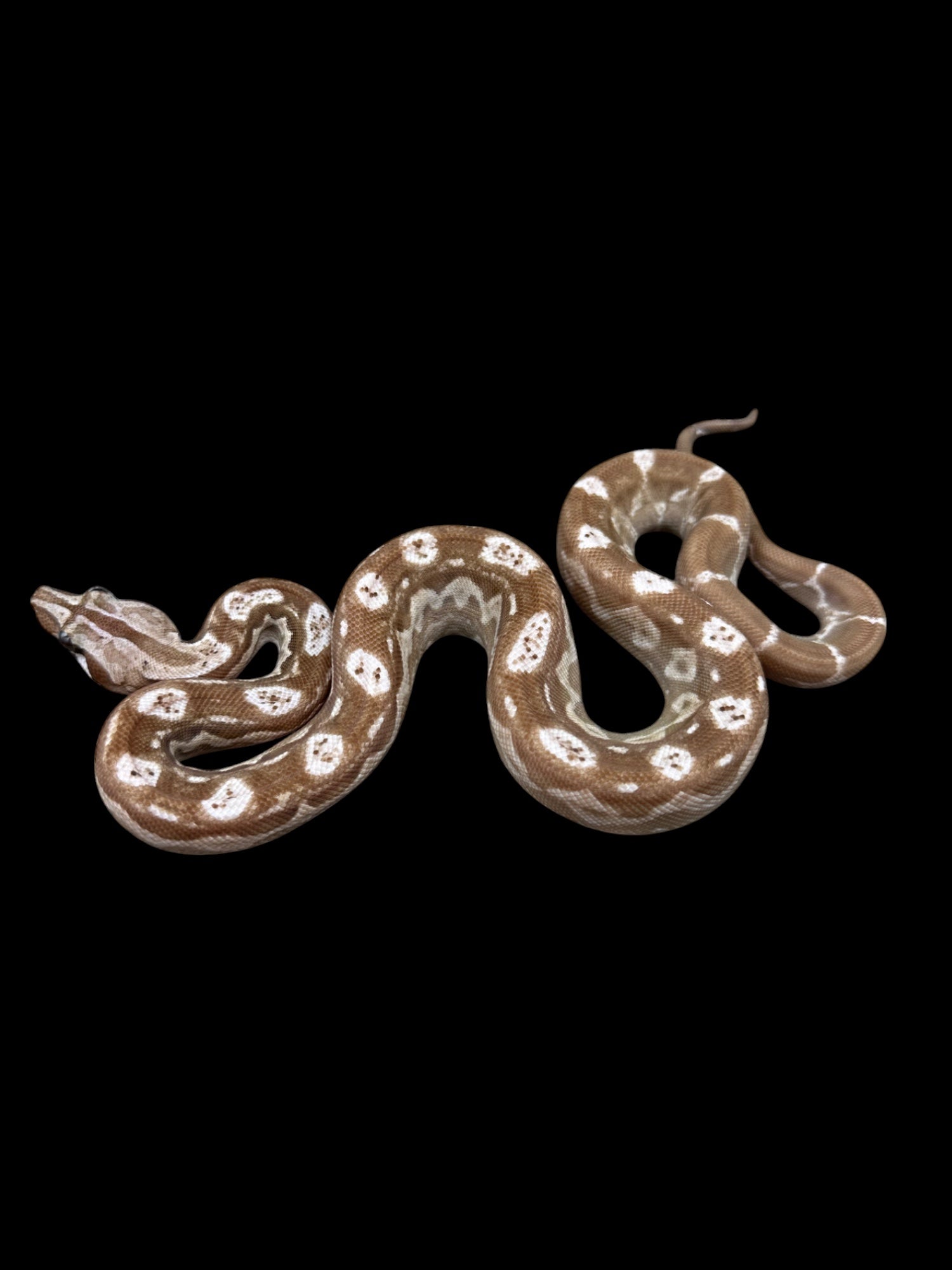 B.C.I (Motley T+ Snow - Chocolate T+/Black Eyed Anery Nicaraguan)