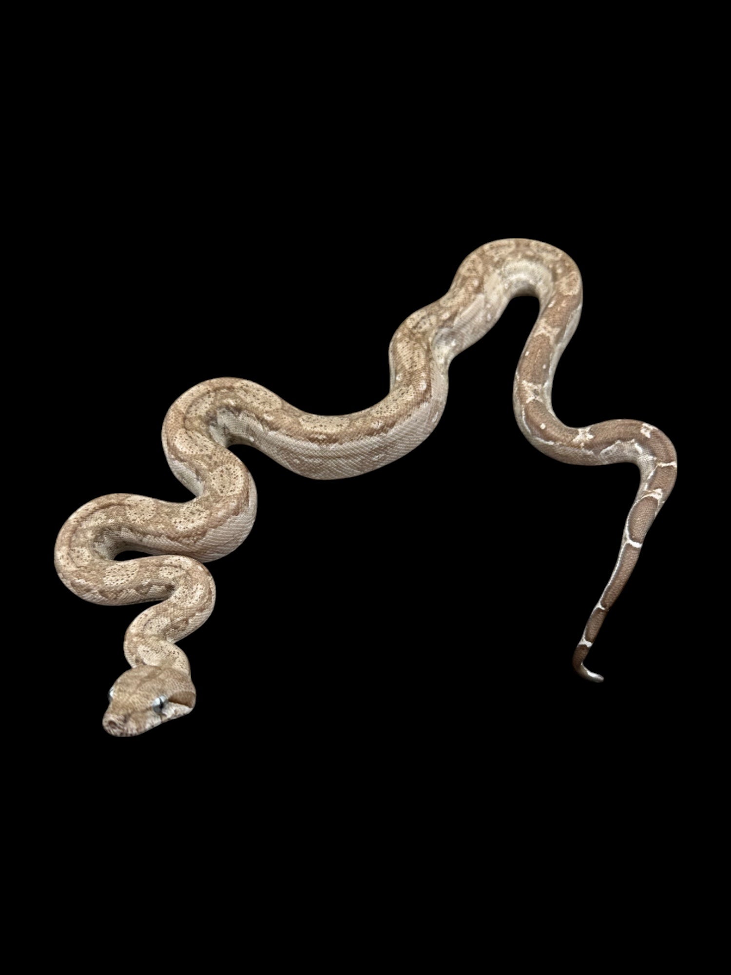 B.C.I (Burk's T+ Albino Type 2 Anery "T+Snow" Nicaraguan)