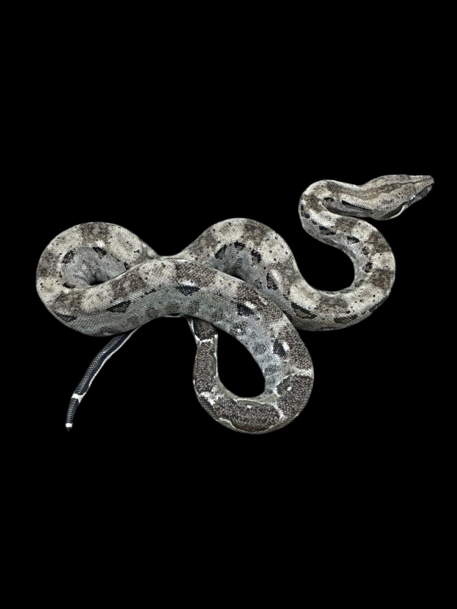 B.C.I (Type 2 Anery 66% Het Burk's T+ Albino Nicaraguan)