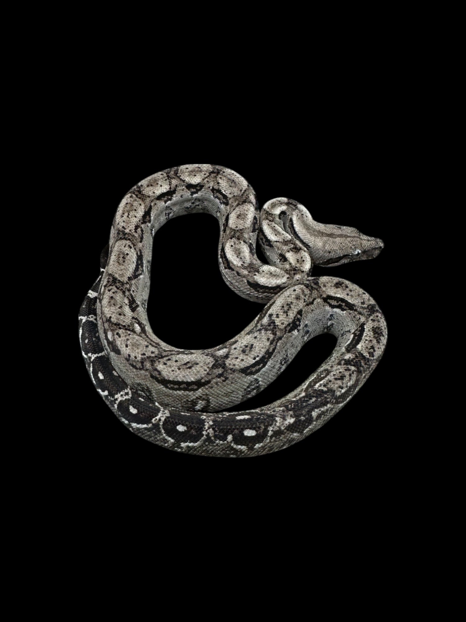 B.C.I (Type 2 Anery 66% Het Burk's T+ Albino Nicaraguan)