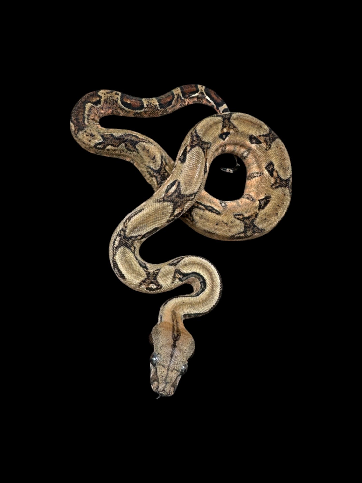 B.C.I Cross (Double Het John Berry Blood El Salvador Boa/Leopard Sonoran Desert Boa)