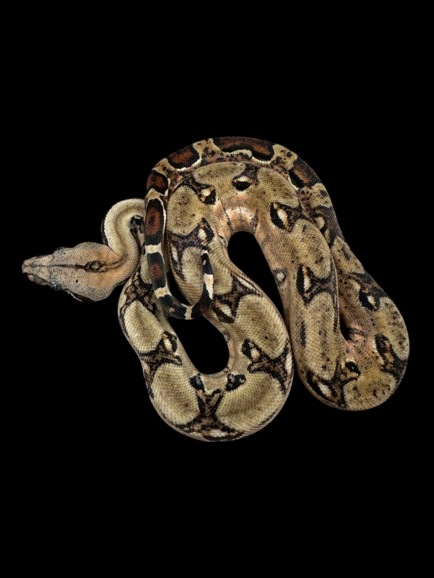 B.C.I Cross (Double Het John Berry Blood El Salvador Boa/Leopard Sonoran Desert Boa)