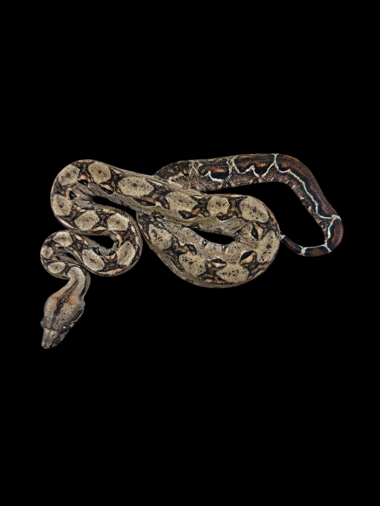 B.C.I Cross (Double Het John Berry Blood El Salvador Boa/Leopard Sonoran Desert Boa)