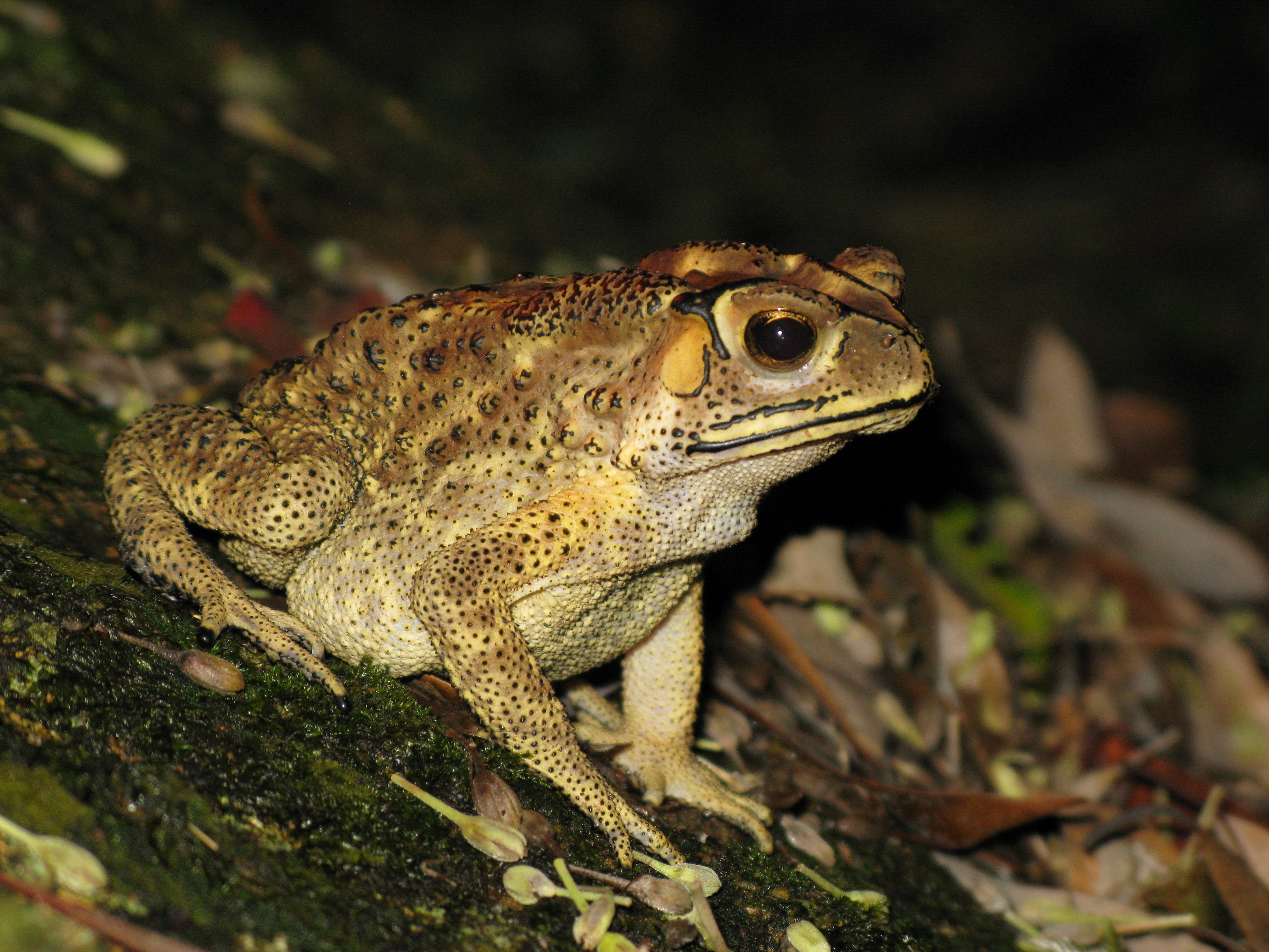 Asian Black Spined Toad
