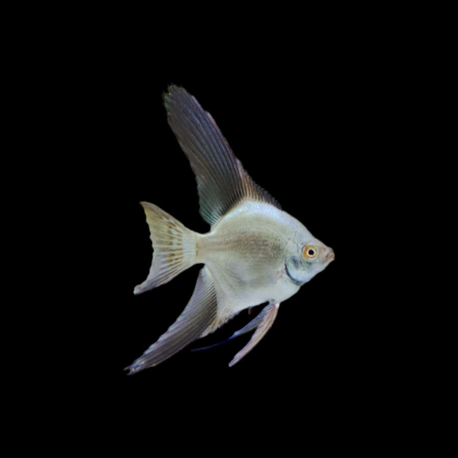 Bulgarian Sealpoint Angelfish