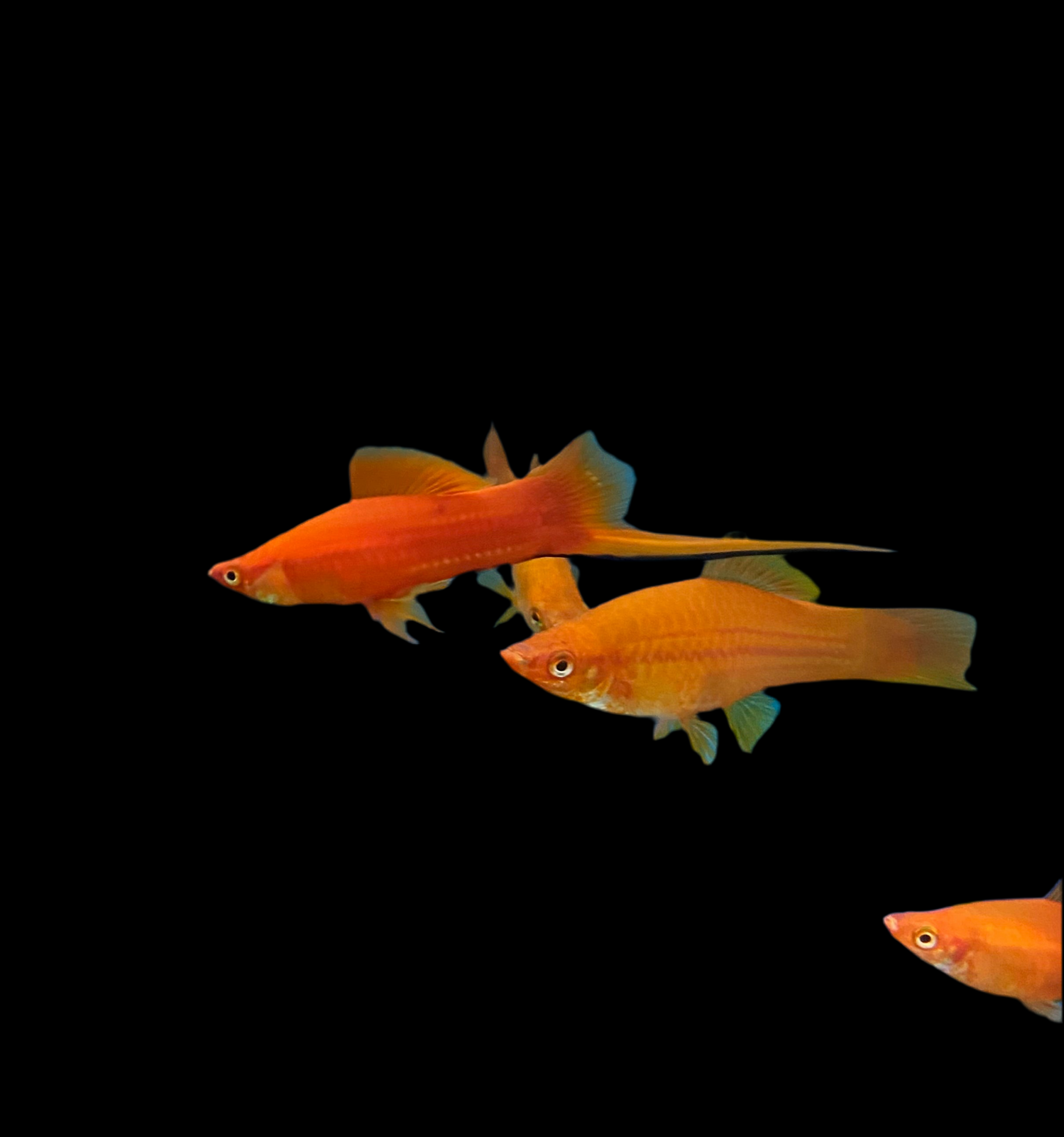 Red Swordtails