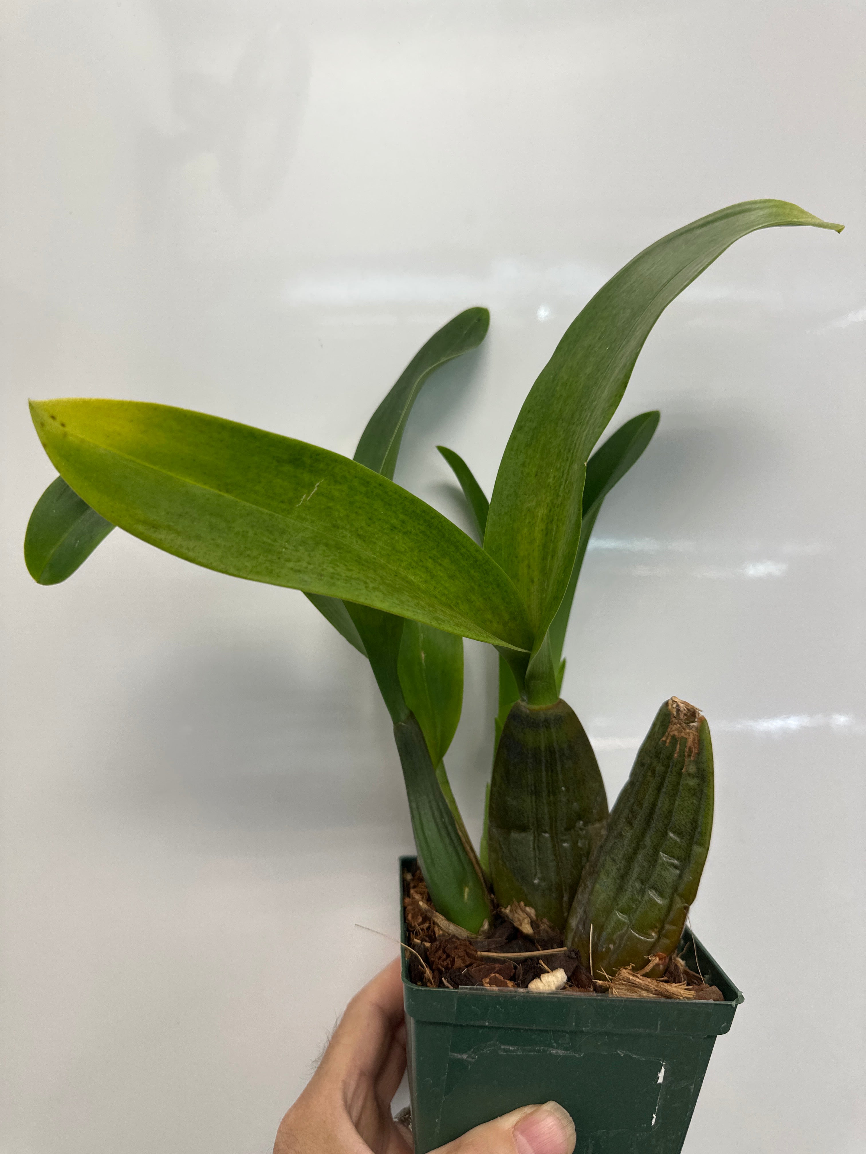 Bratonia Aztec