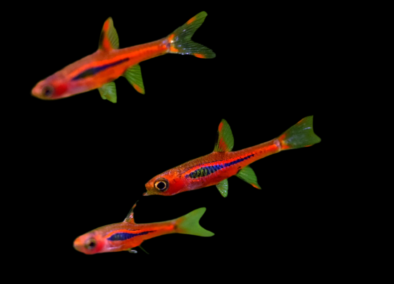 Chilli Rasbora