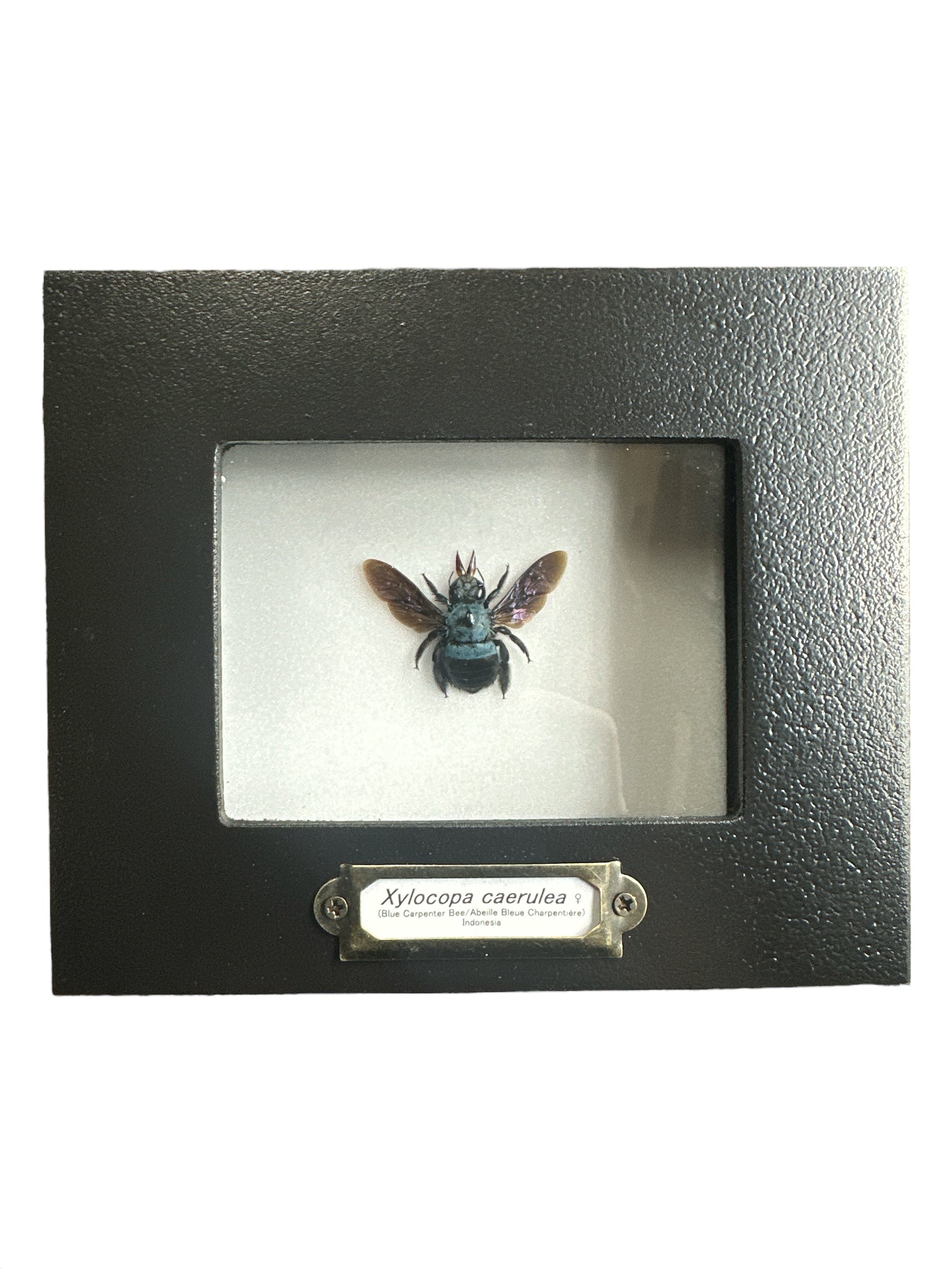 Blue Carpenter Bee - Female (Xylocopa caerulea) - 2x3" Frame