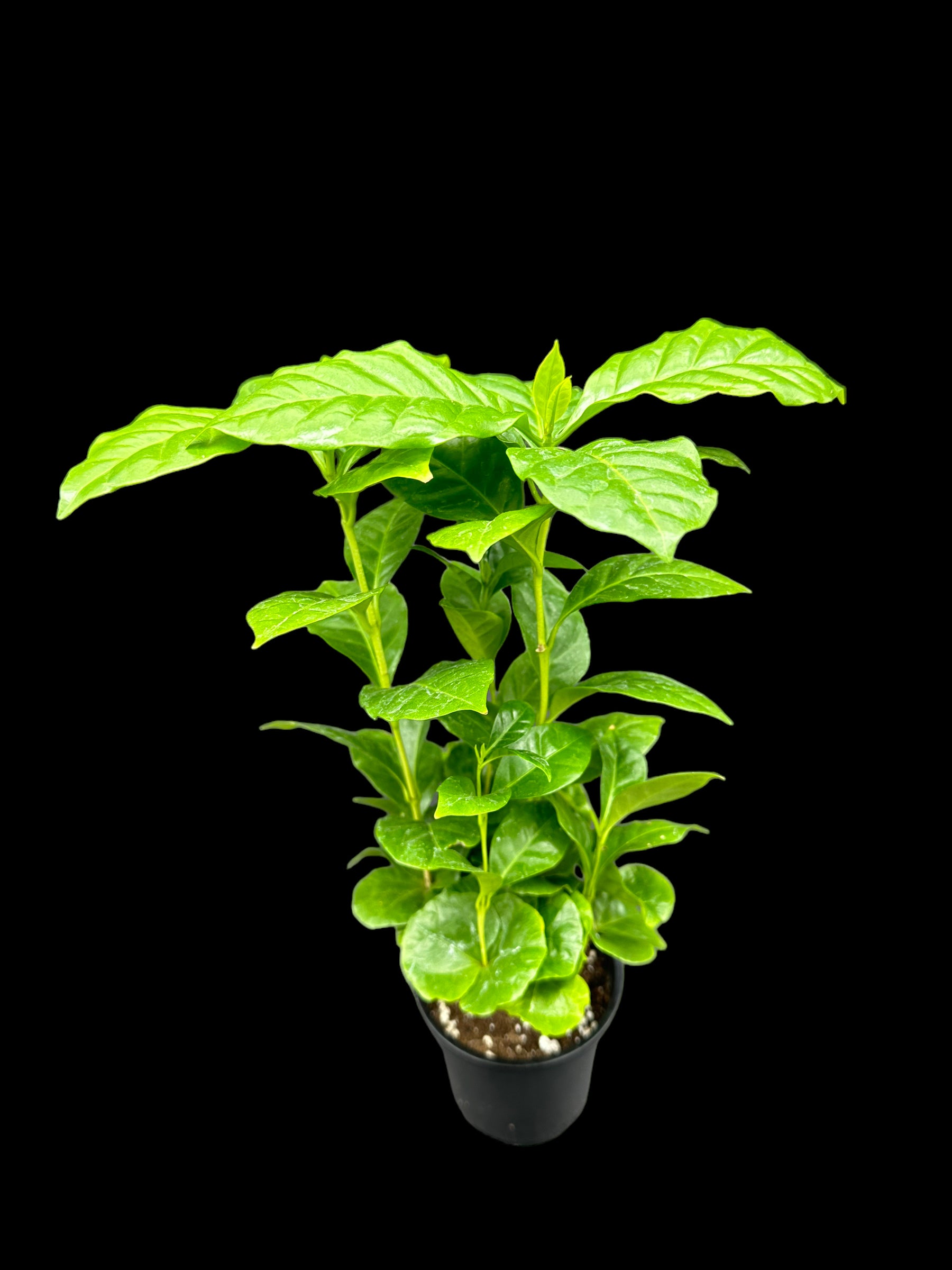 Coffee Plant (Arabica)
