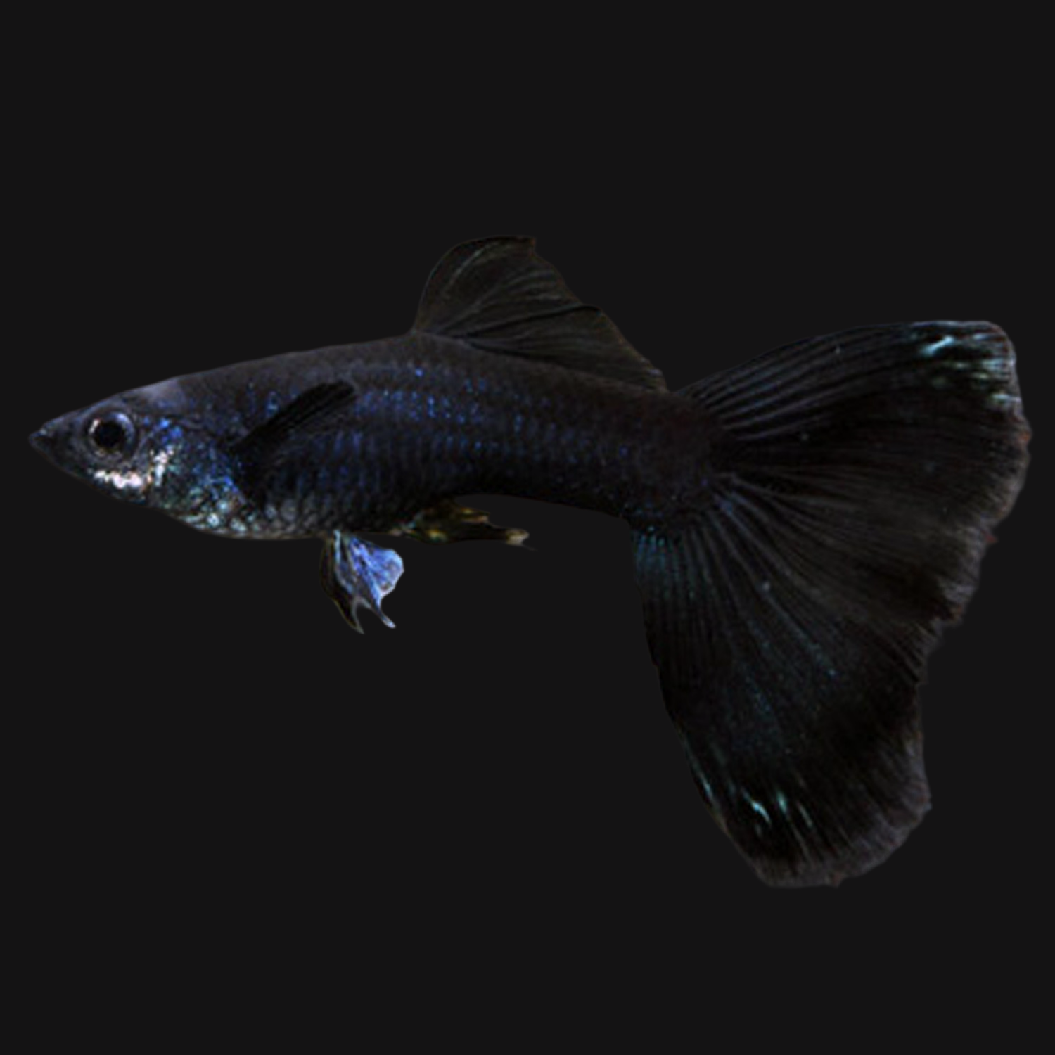 Full Black Guppy (Males only)