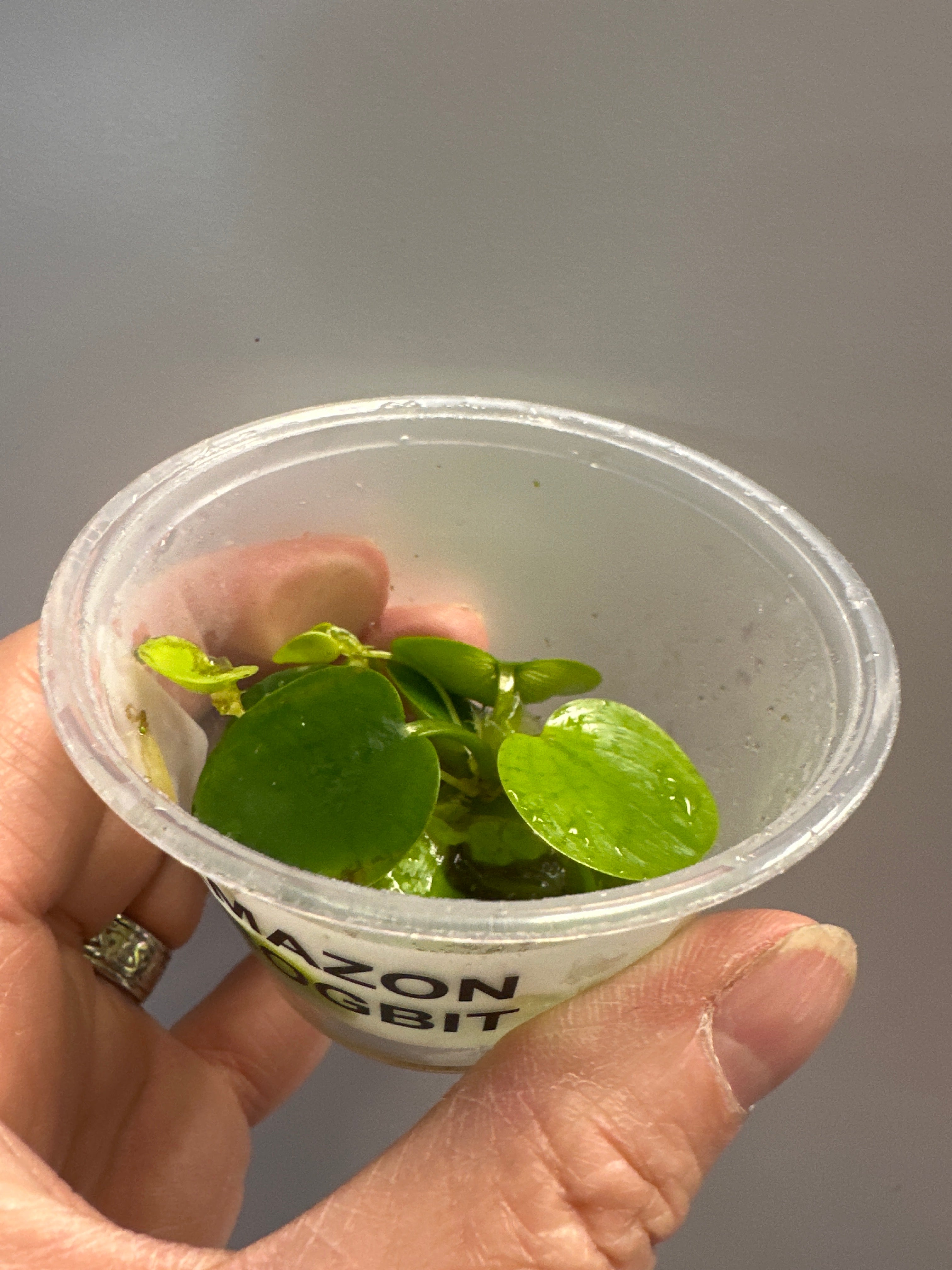 Amazon Frogbit