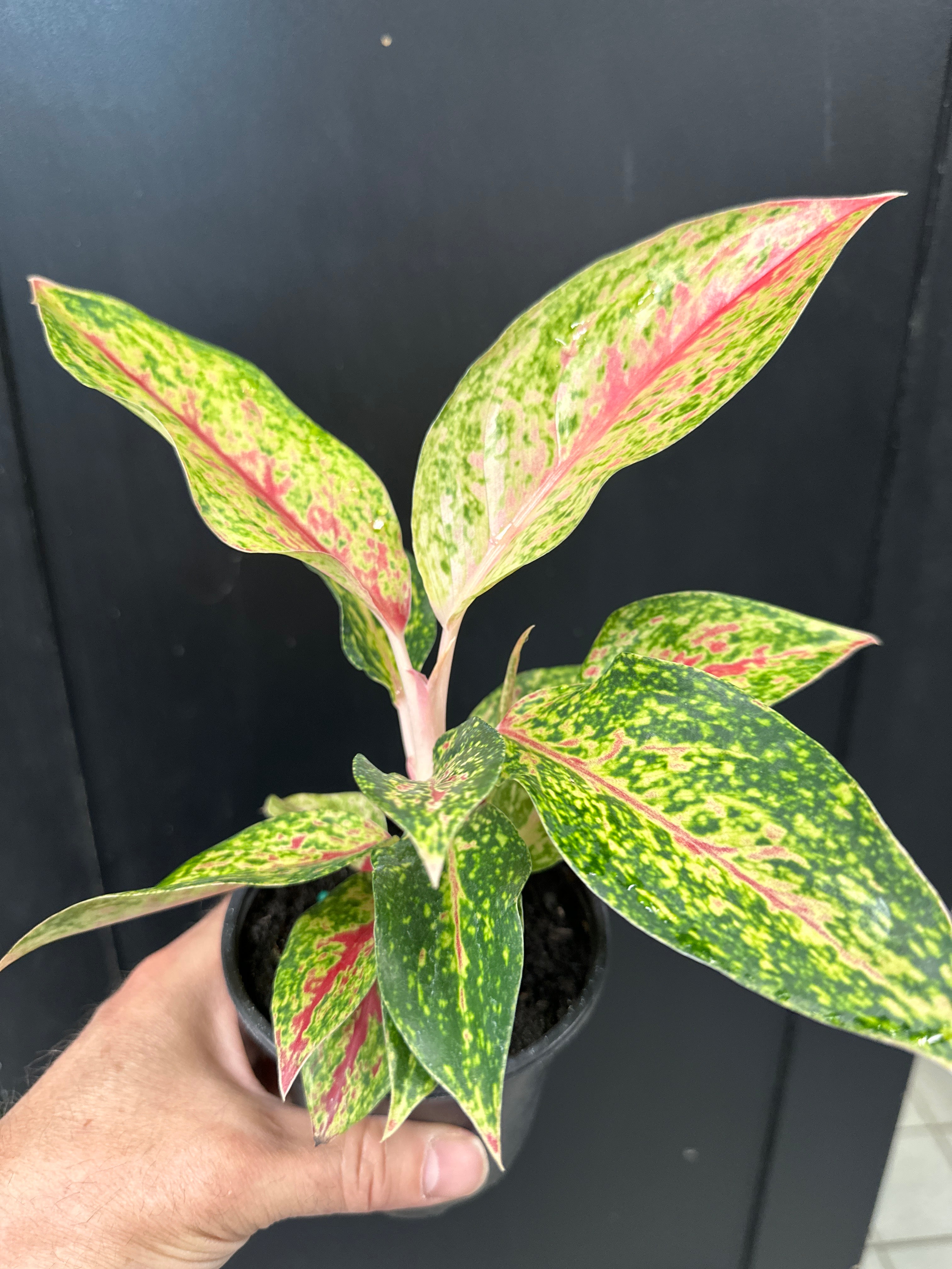 Aglaonema Pink