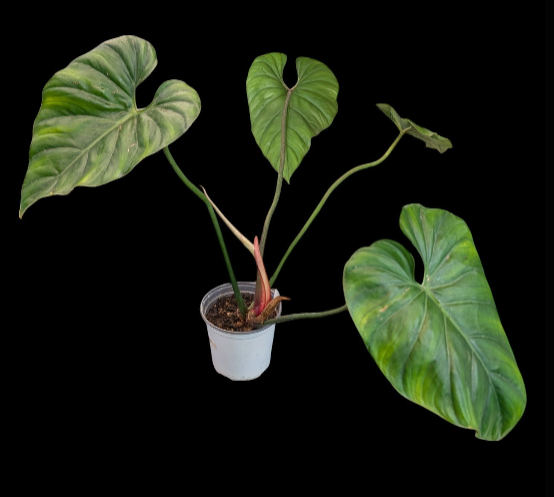 philodendron columbianum Philodendron Colombia