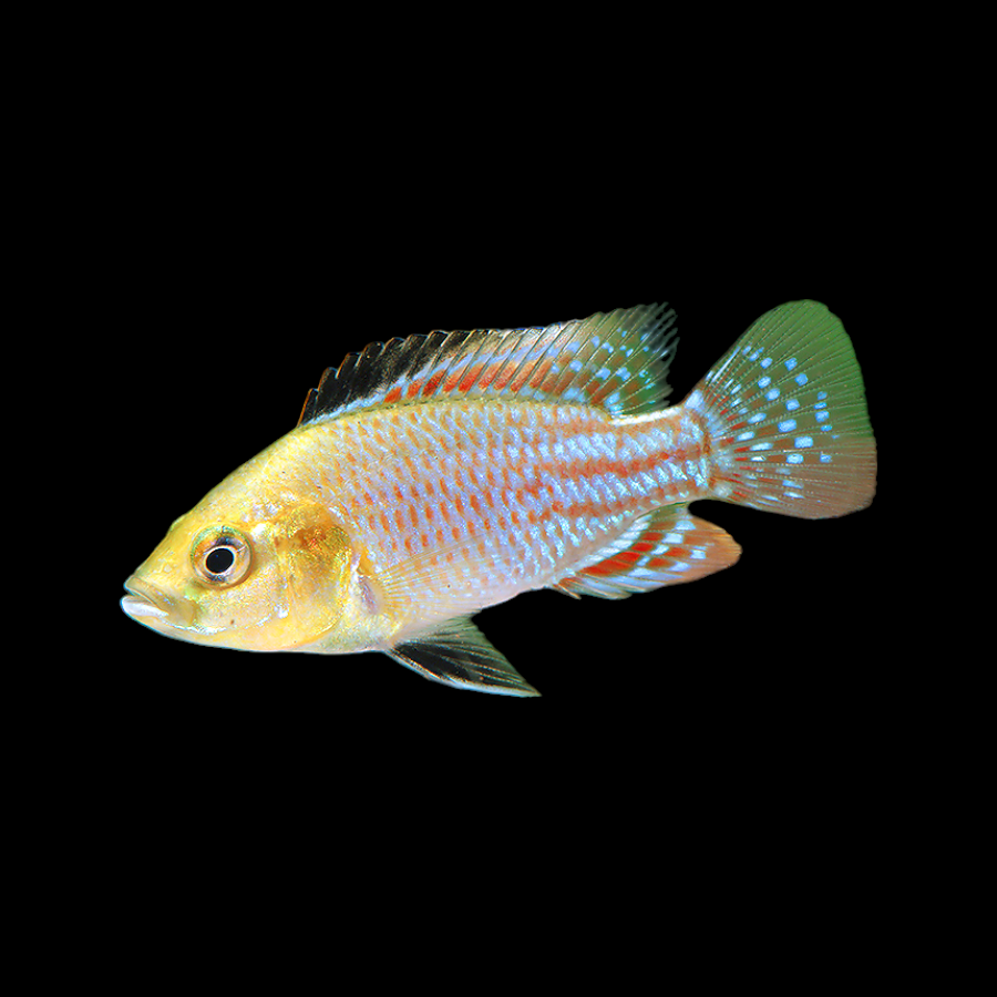 Congolese Mouthbrooder Cichlid