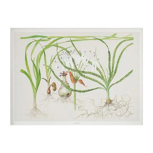 Tropica Art Prints - Crinum