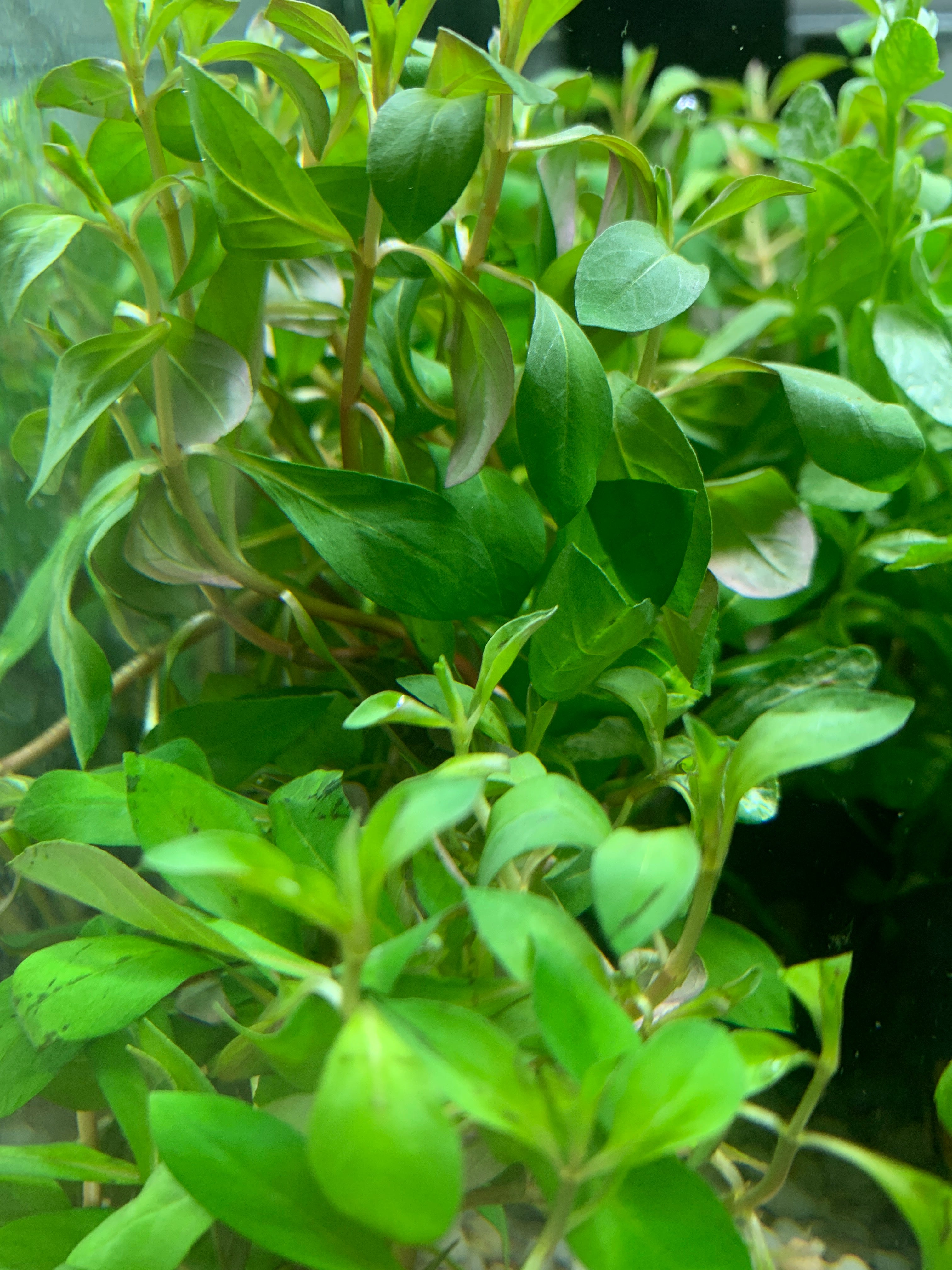 Ludwigia Repens