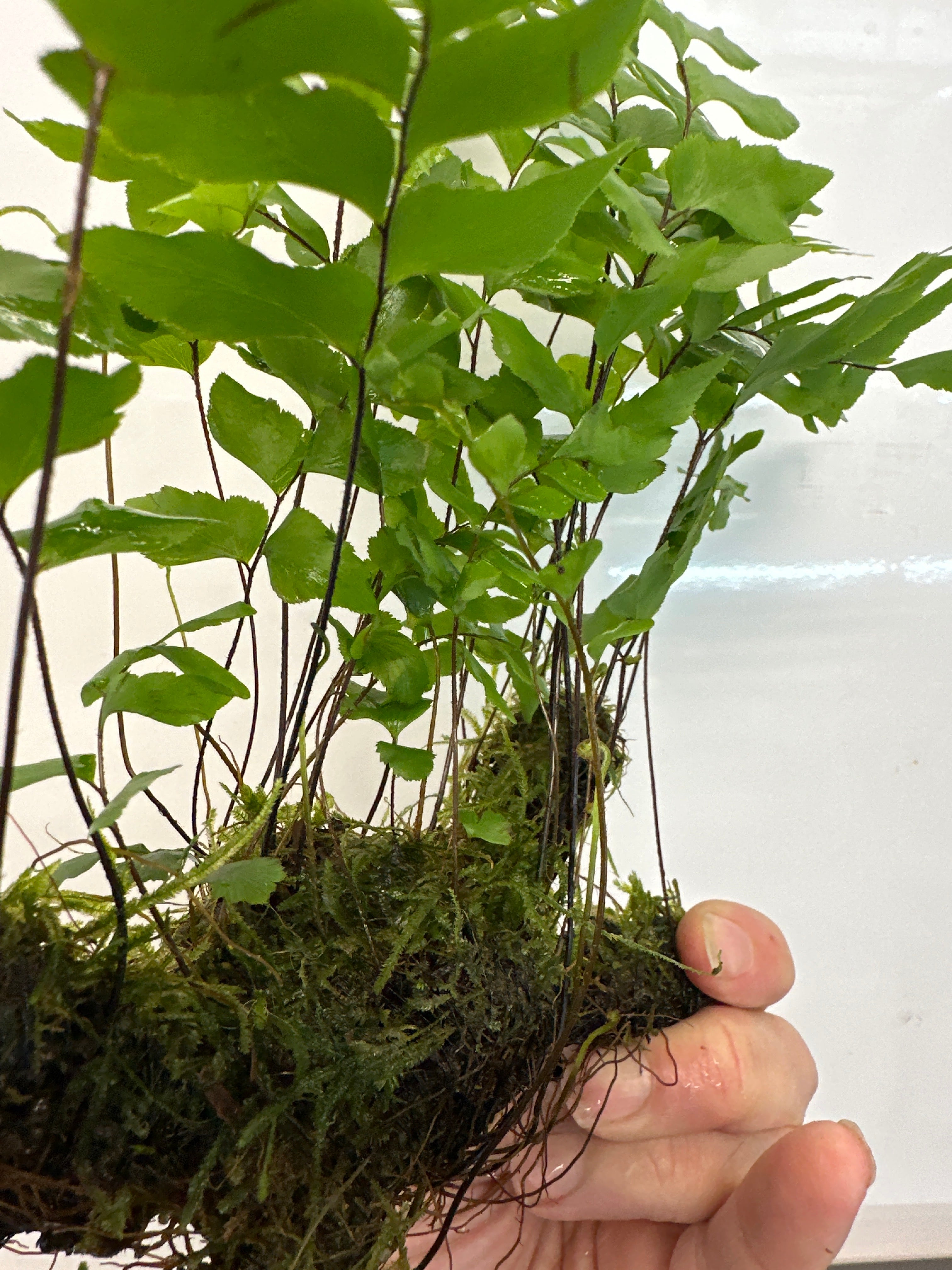 Philippine Maidenhair fern with Weeping Moss