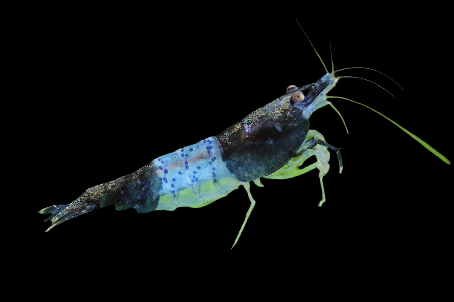 Carbon Rili Shrimp