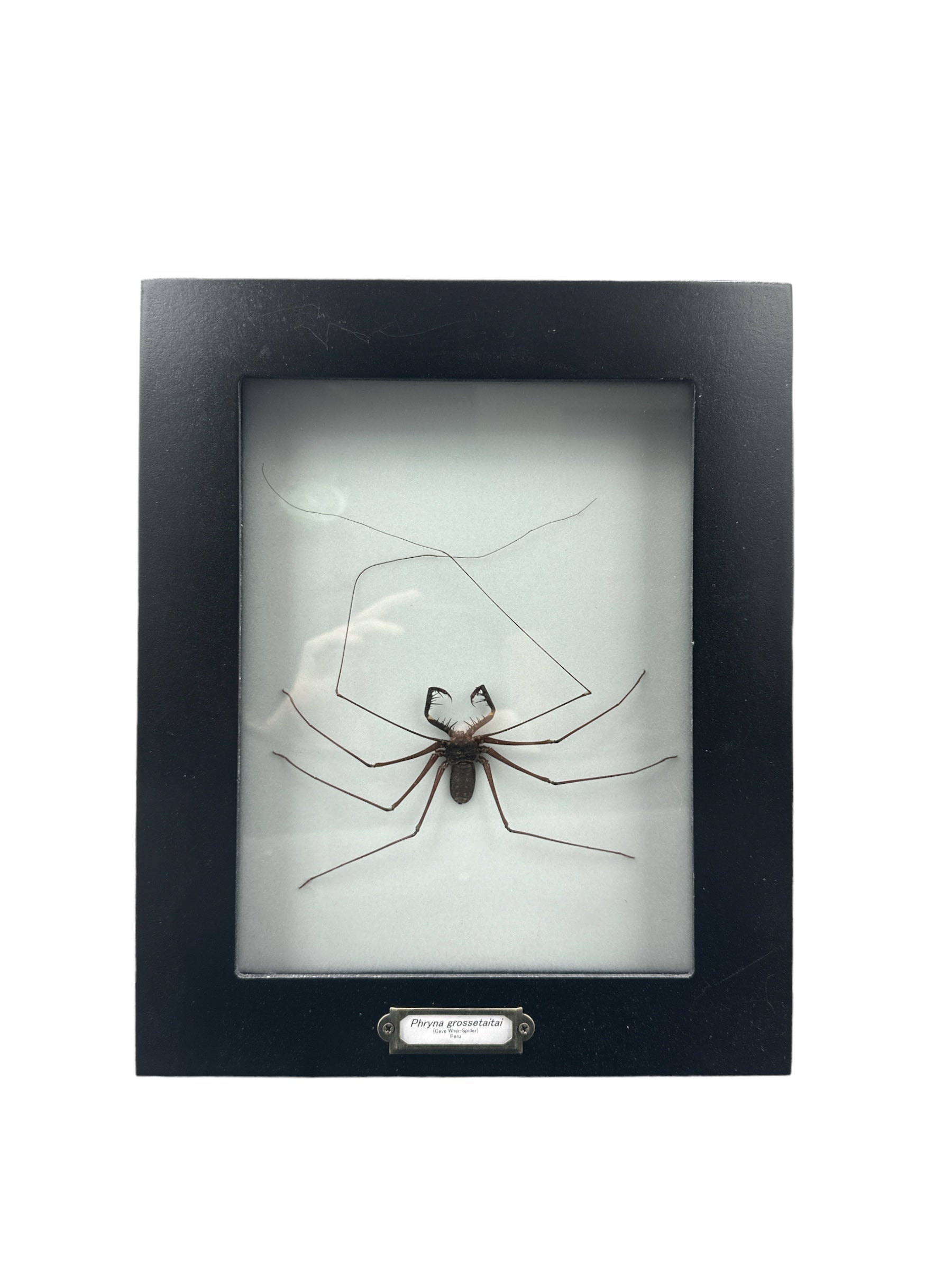 Tailless Whip Scorpions (Phryna grossetaitai) - 7x9" Frame