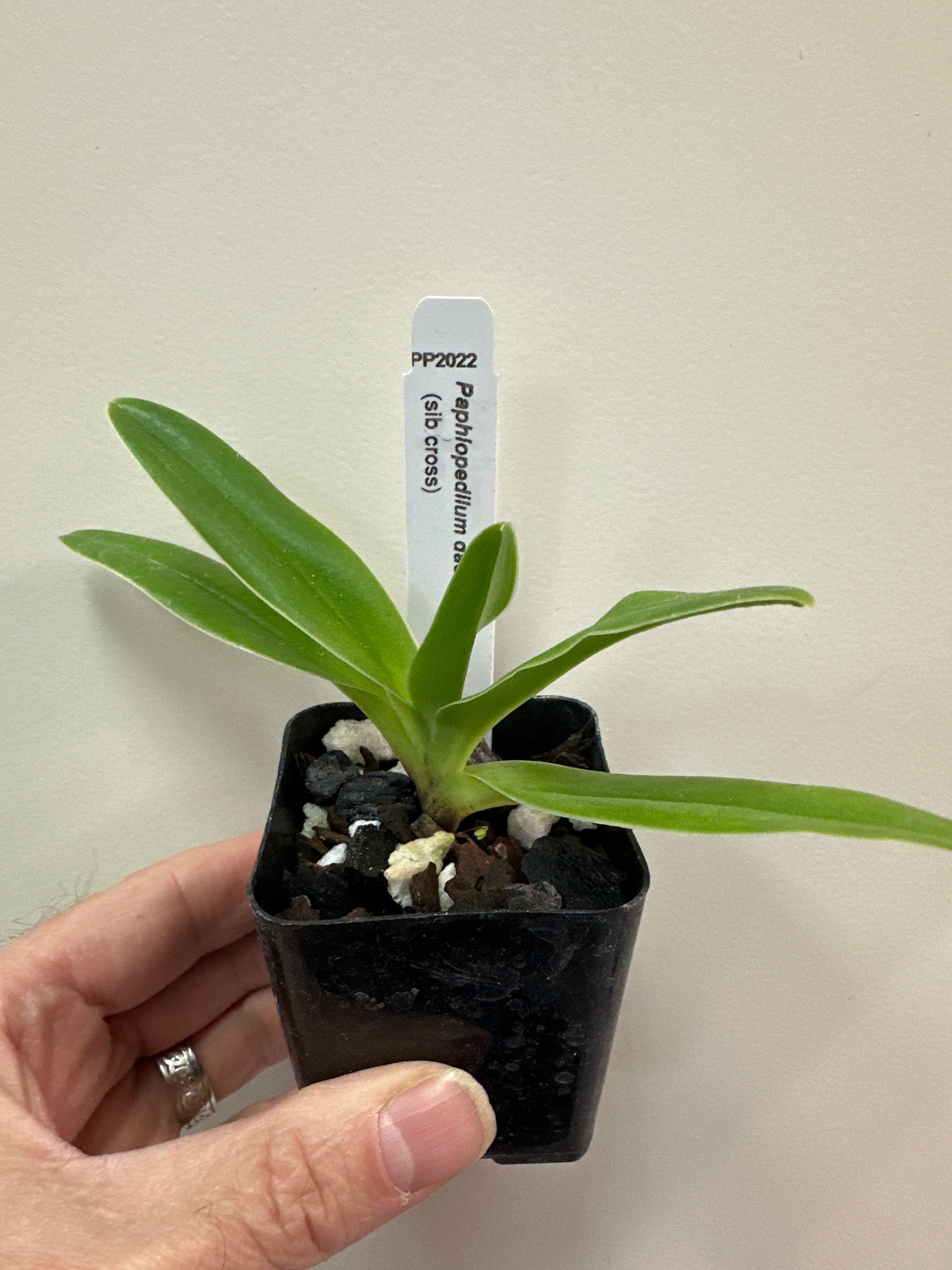 Paphiopedilum daoense