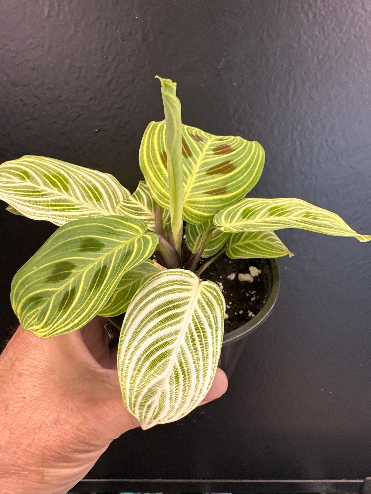 Maranta Kerchovenana Variegated