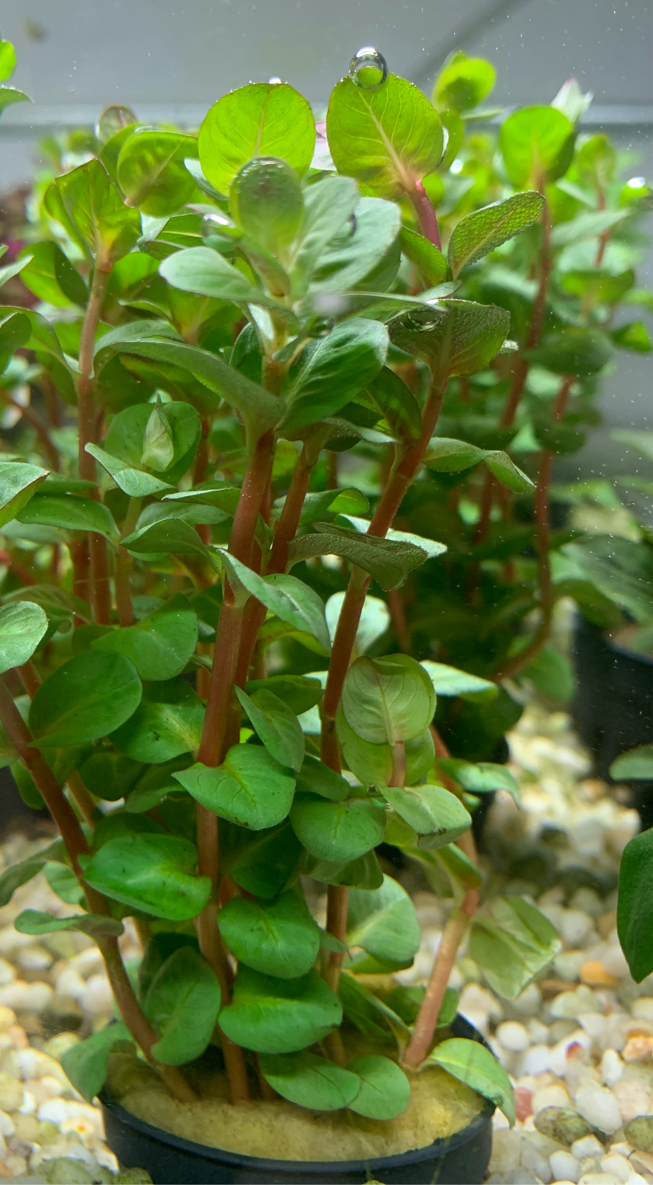 Rotala macandra "Mini Pink" - Potted