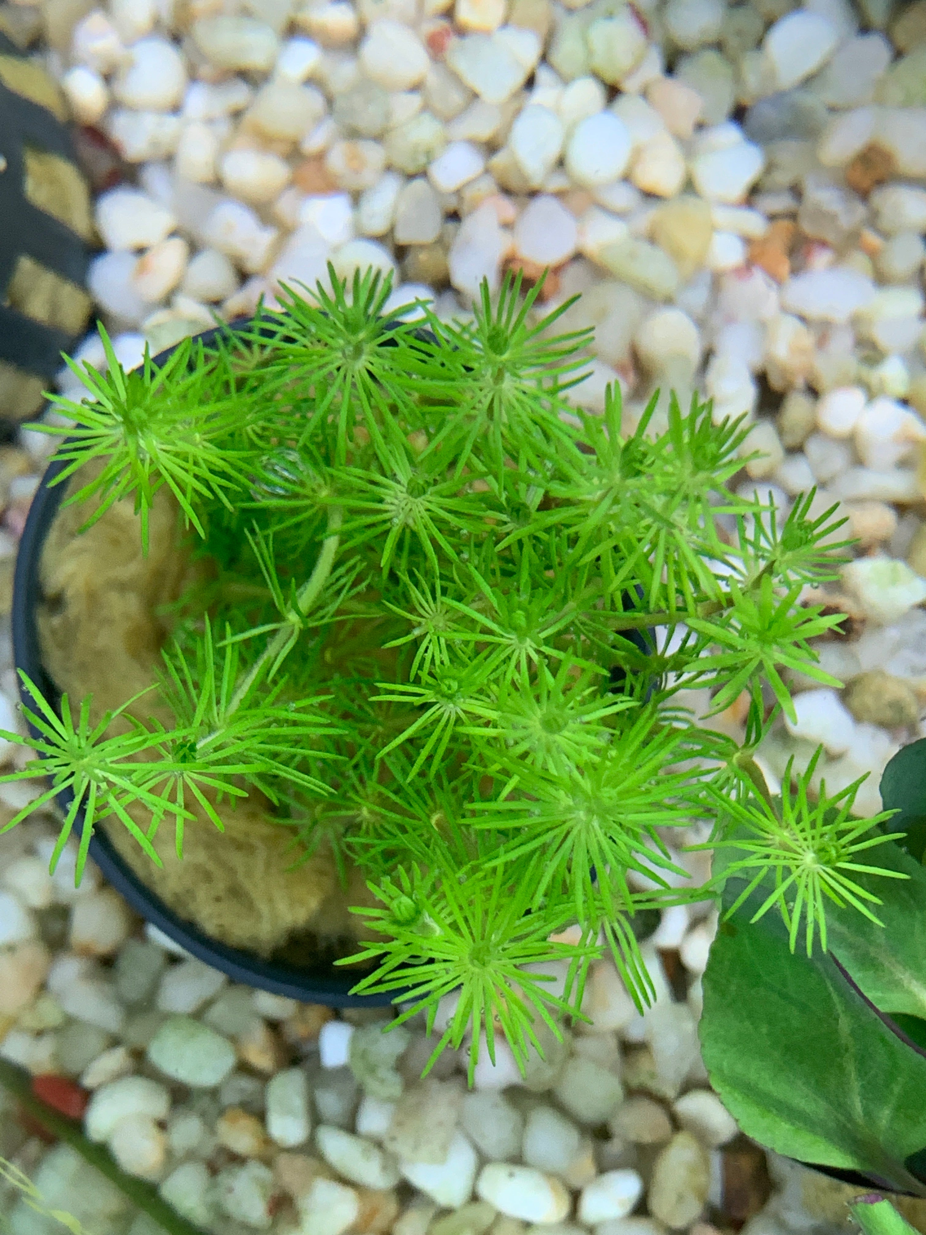 Bacopa myriophylloides (Potted)