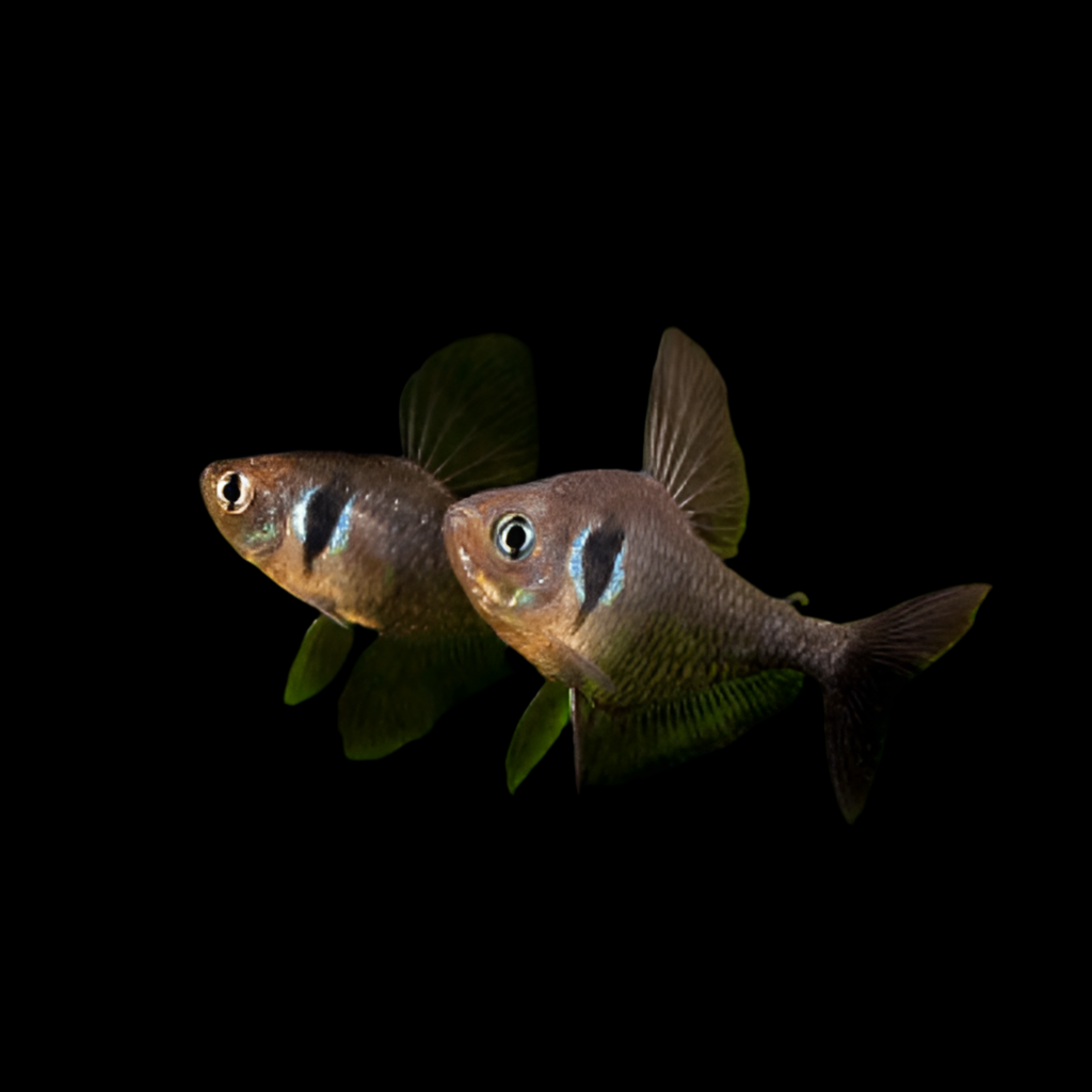 Black Phantom Tetra