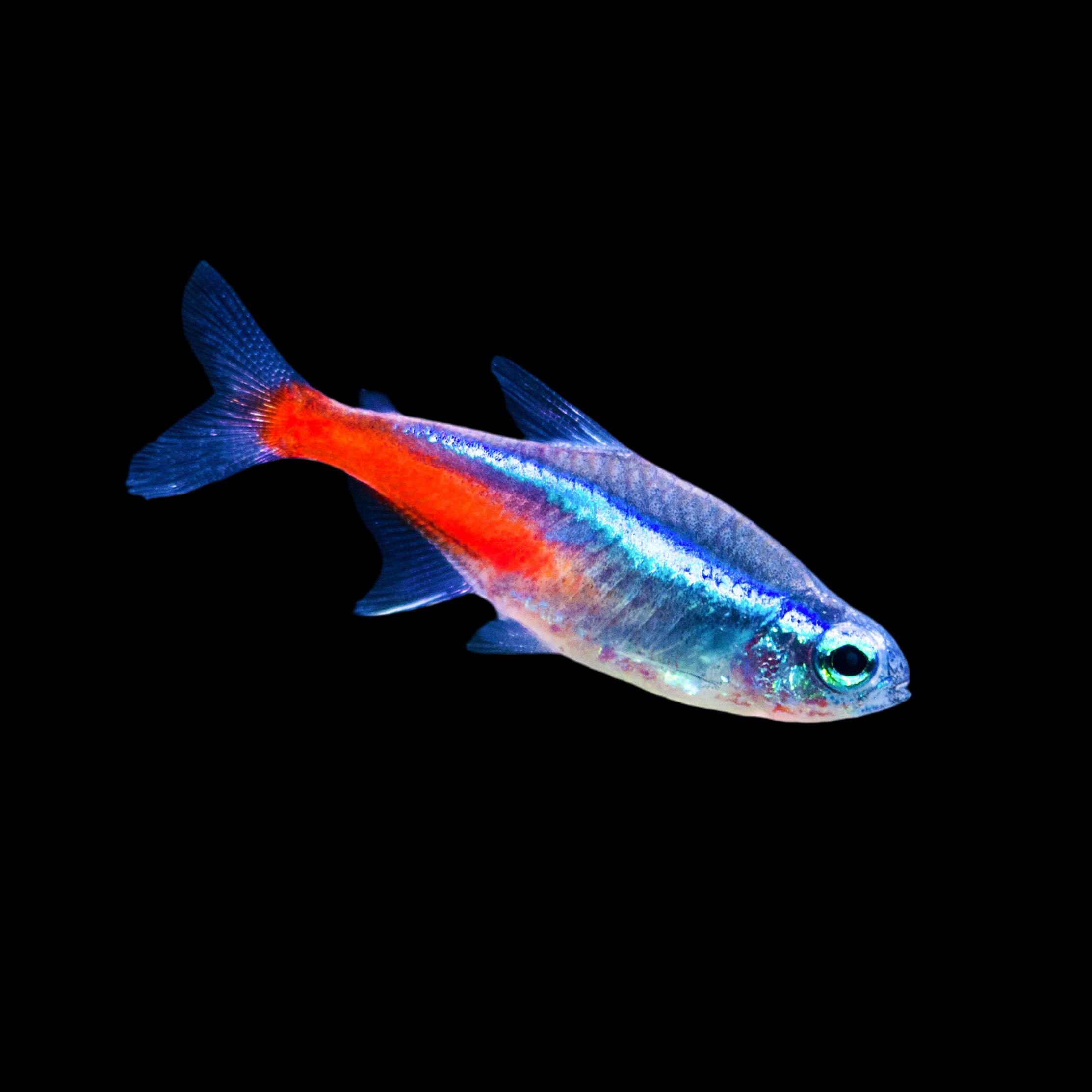 Neon Tetra