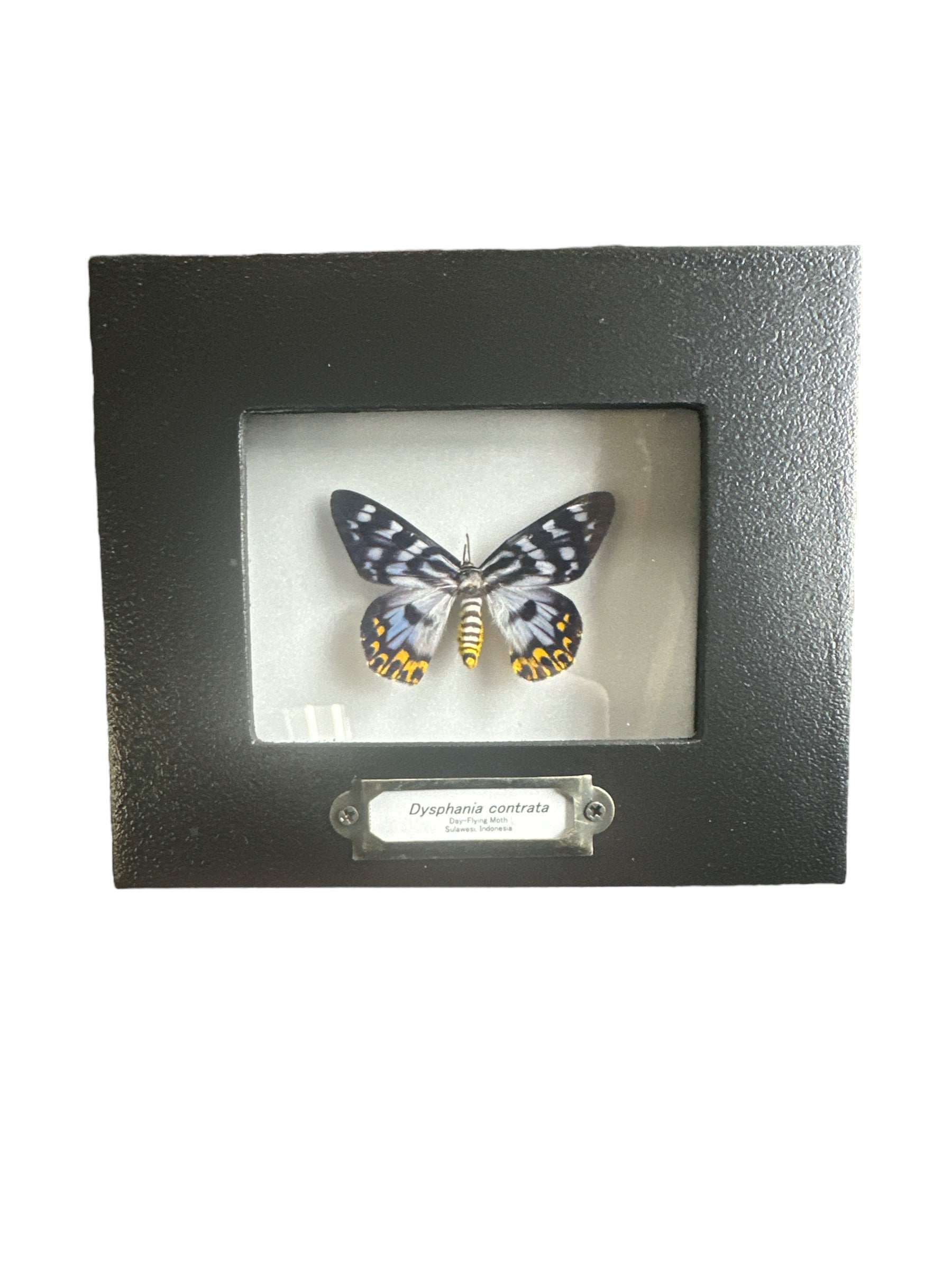 Day Flying Moth (Dysphania contrata or transducta) - 2x3" Frame