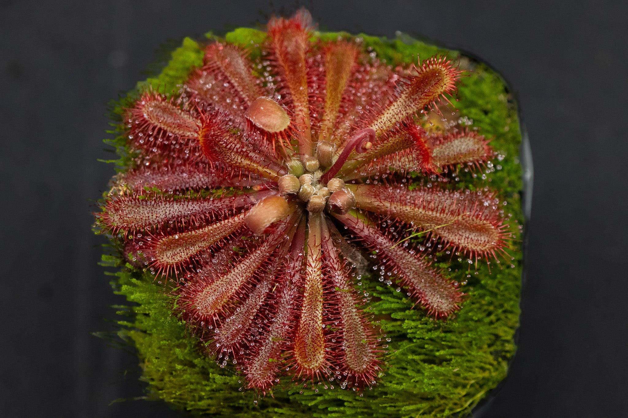 Drosera spatulata