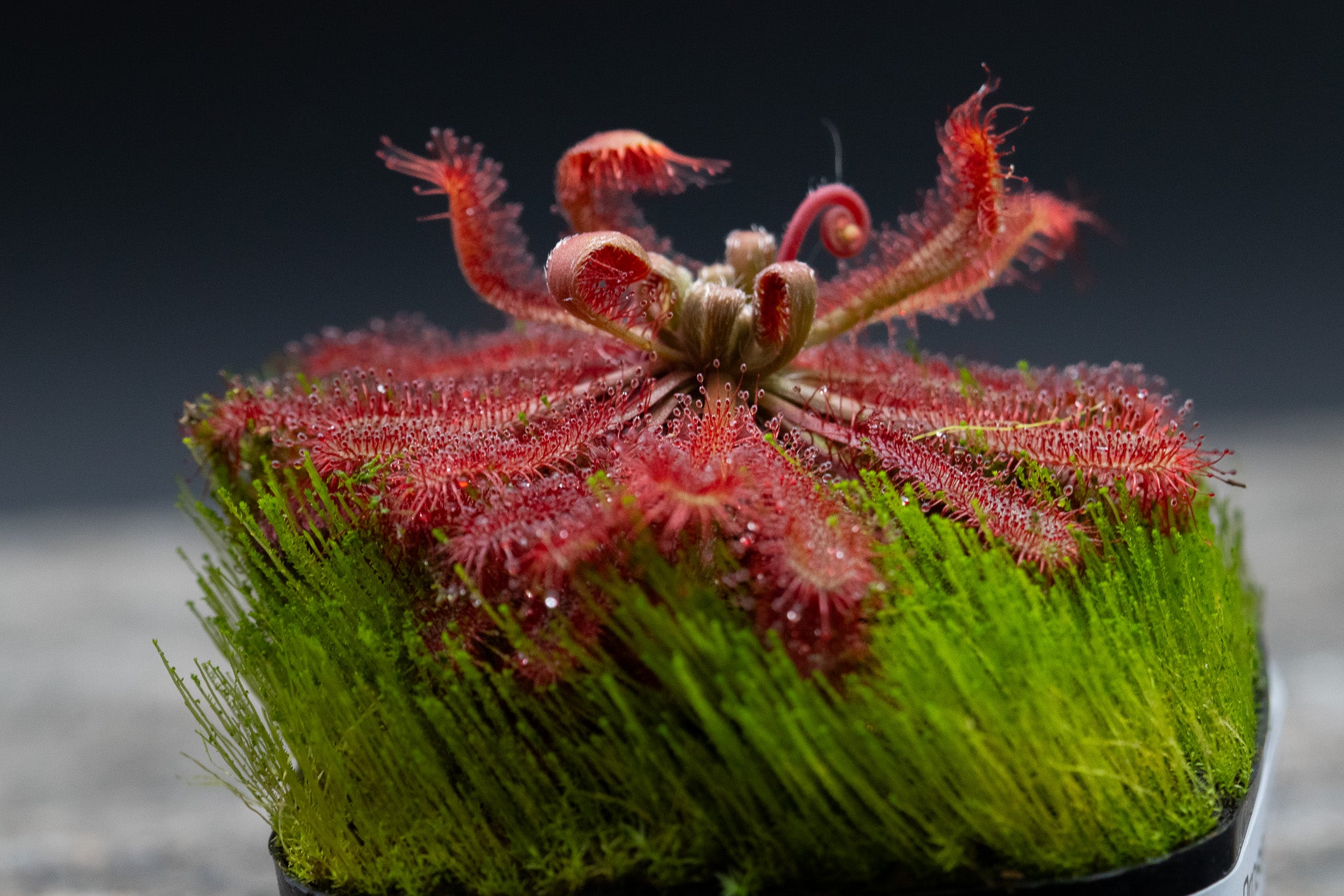 Drosera spatulata