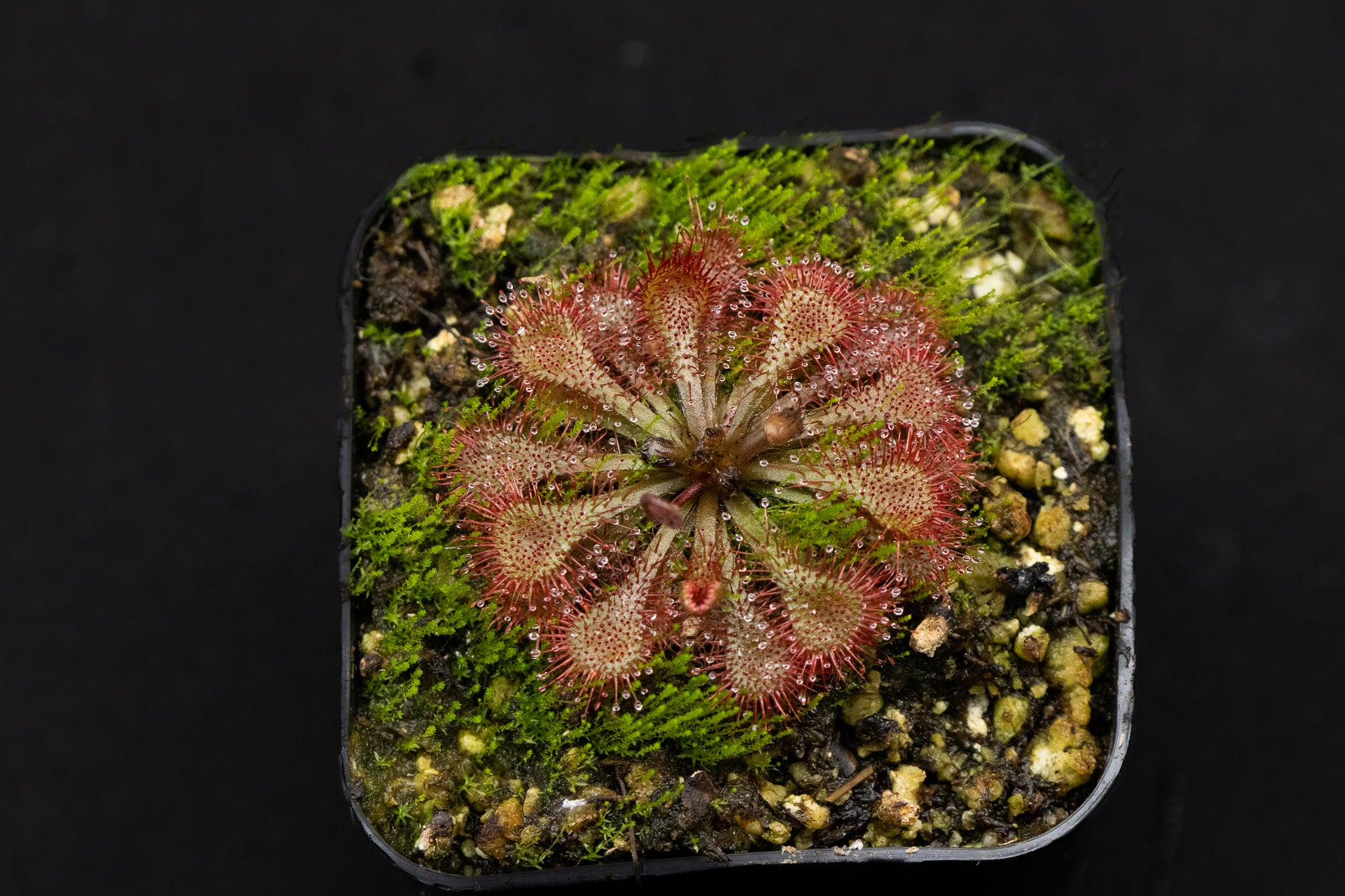 Drosera tokainesis