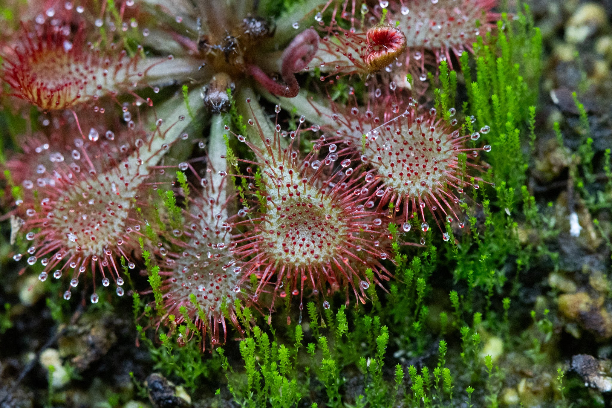 Drosera tokainesis