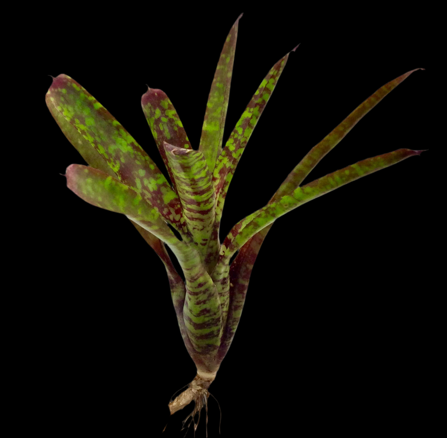 Neoregelia Yankee Doodle