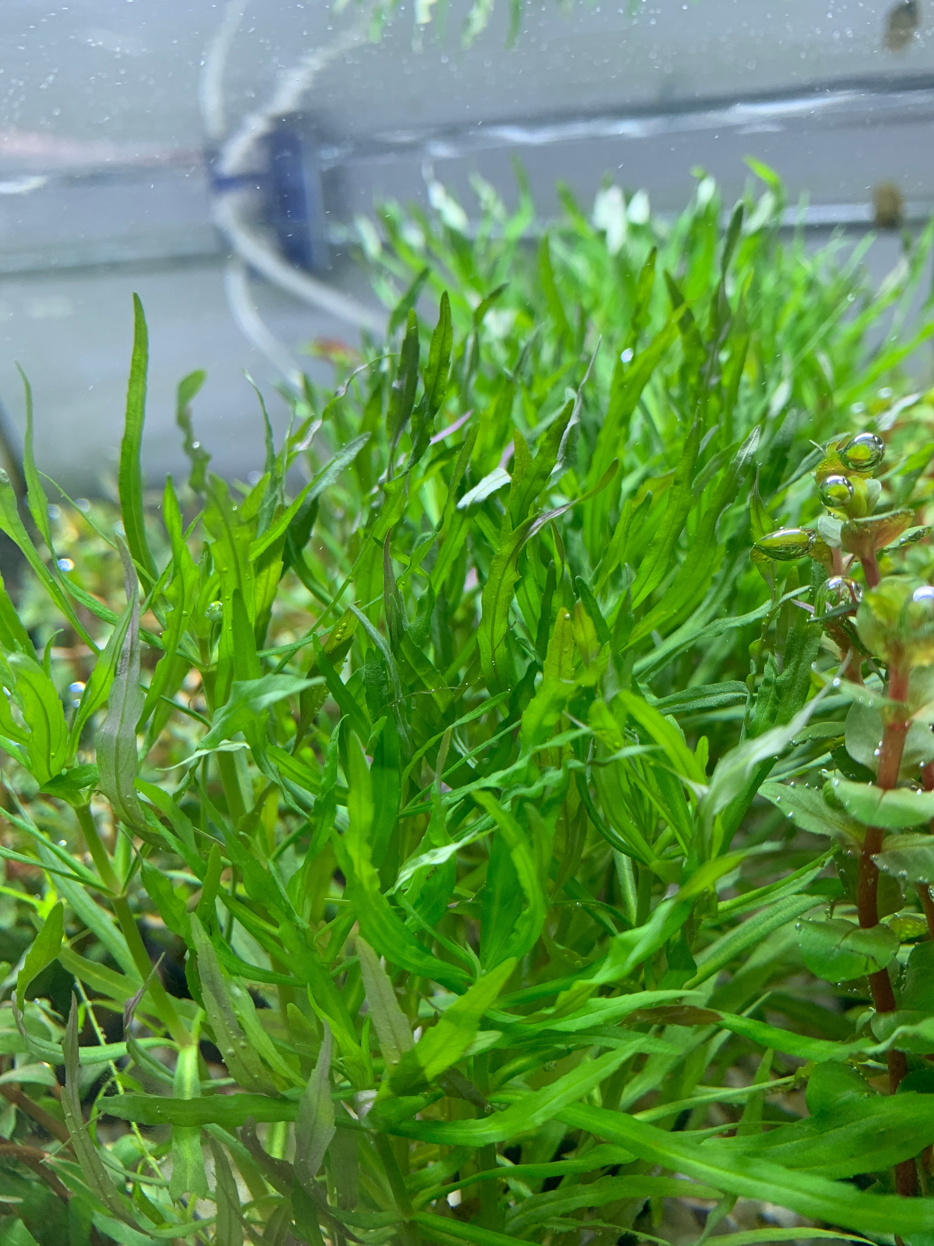 Pogostemon stellatus Octopus (Potted)